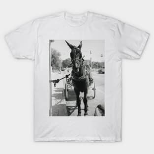 A Mule in New Orleans T-Shirt